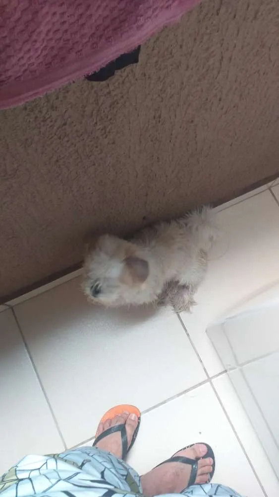 Cachorro raça Shistu  idade 1 ano nome Escooby