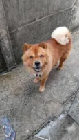 Simba