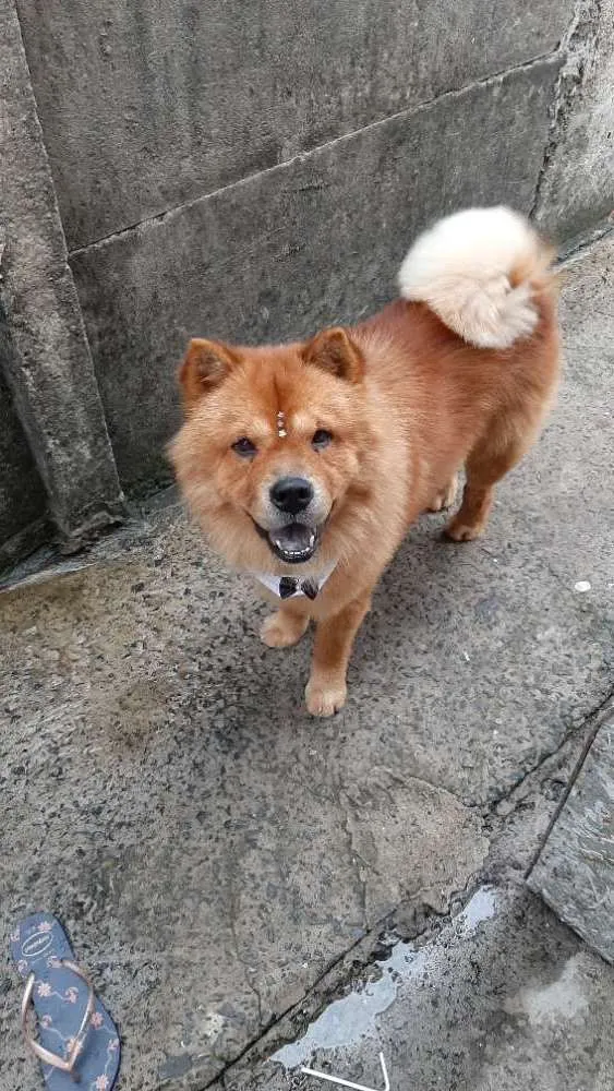 Cachorro ra a Chowchow idade 2 anos nome Simba