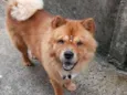 Simba