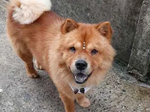 Cachorro ra a Chowchow idade 2 anos nome Simba