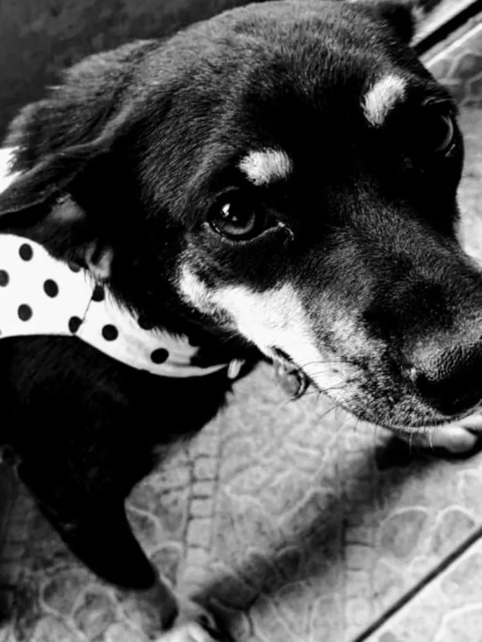 Cachorro ra a SRD idade 7 a 11 meses nome Tonha