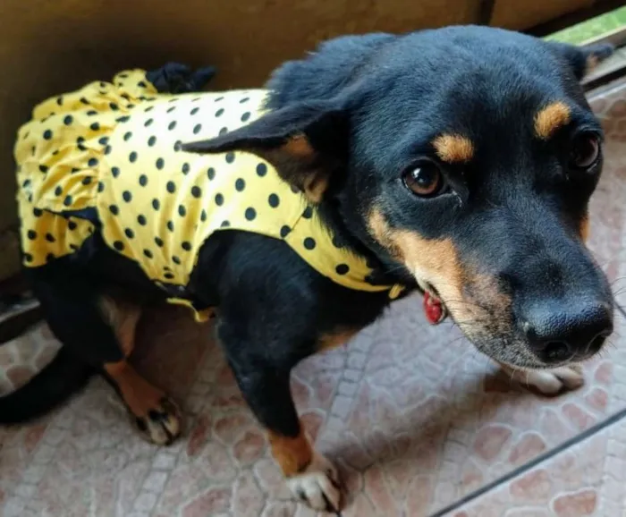 Cachorro ra a SRD idade 7 a 11 meses nome Tonha
