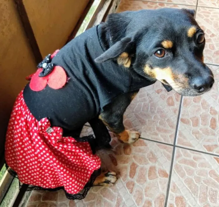 Cachorro ra a SRD idade 7 a 11 meses nome Tonha