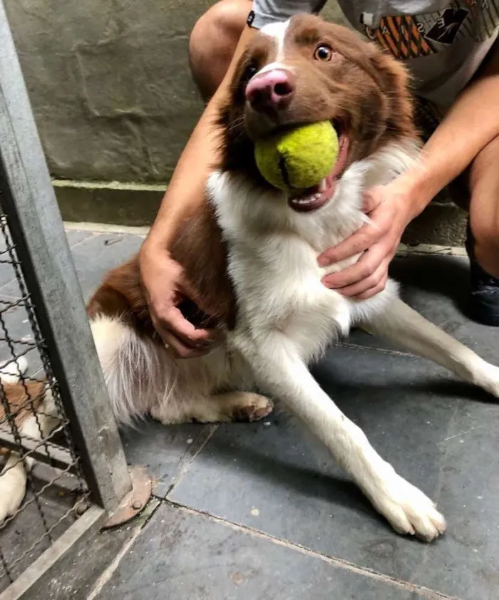 Cachorro ra a Border collie  idade 7 a 11 meses nome Koda
