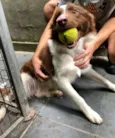 Koda