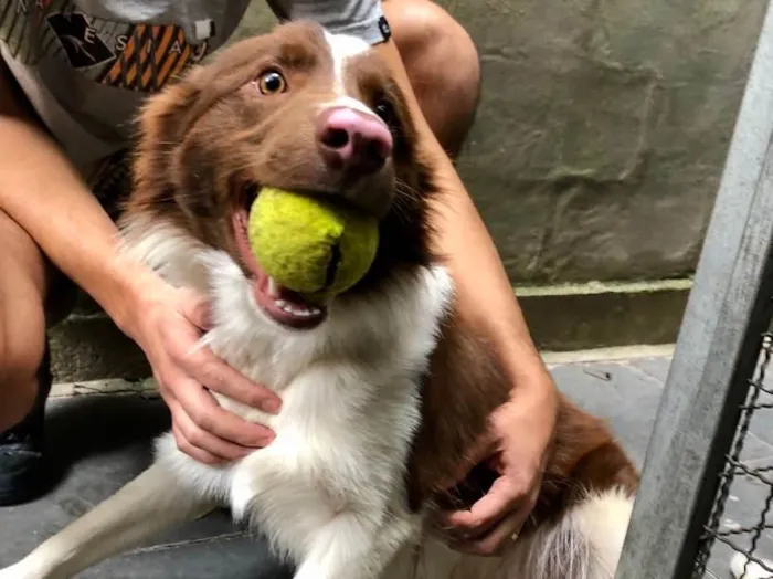Cachorro ra a Border collie  idade 7 a 11 meses nome Koda