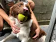 Koda