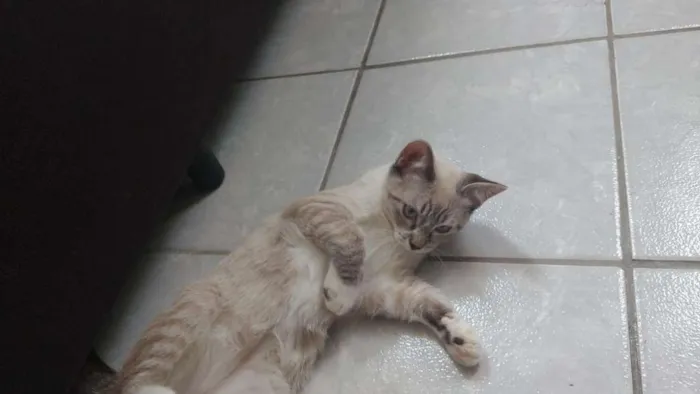 Gato ra a SRD idade 7 a 11 meses nome Clark