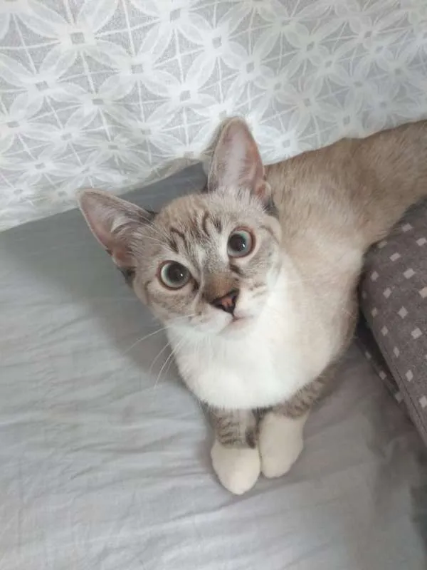 Gato ra a SRD idade 7 a 11 meses nome Clark