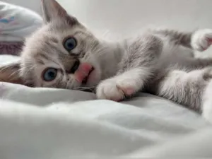 Gato raça SRD idade 7 a 11 meses nome Clark