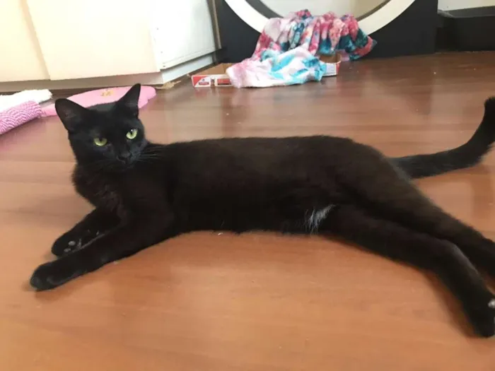 Gato ra a SRD idade 7 a 11 meses nome Guache