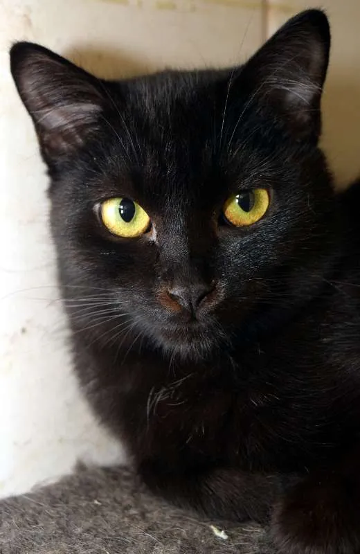 Gato ra a SRD idade 7 a 11 meses nome Guache