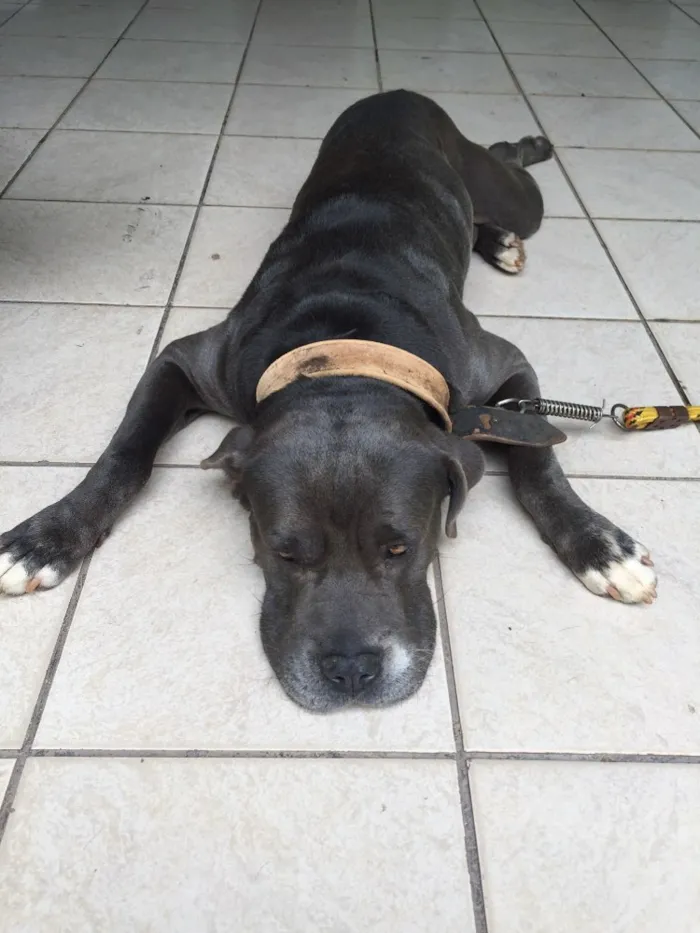 Cachorro raça Cane corso mestiço idade 5 anos nome Tufão 