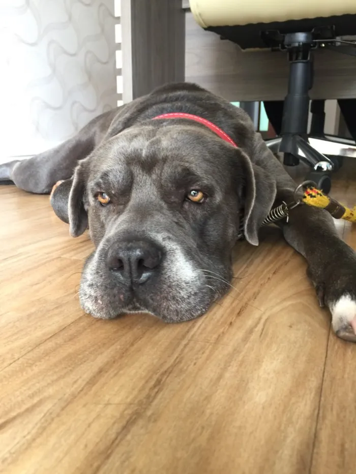 Cachorro raça Cane corso mestiço idade 5 anos nome Tufão 