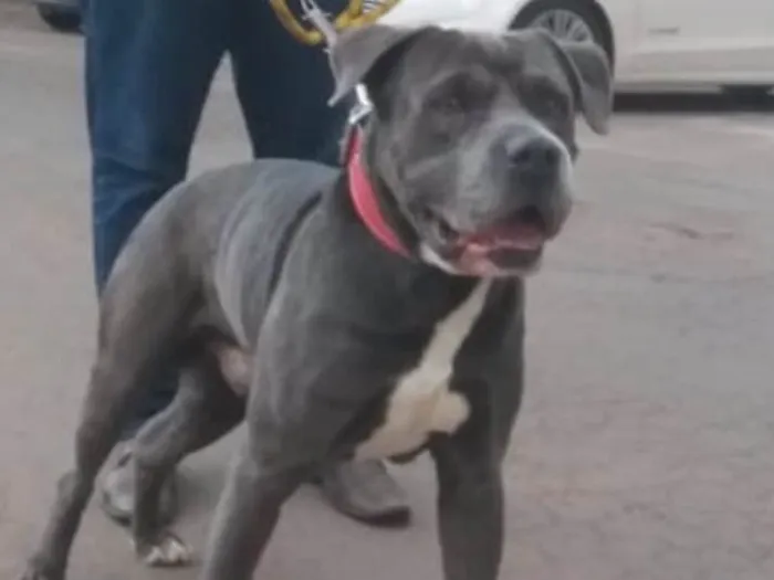 Cachorro raça Cane corso mestiço idade 5 anos nome Tufão 