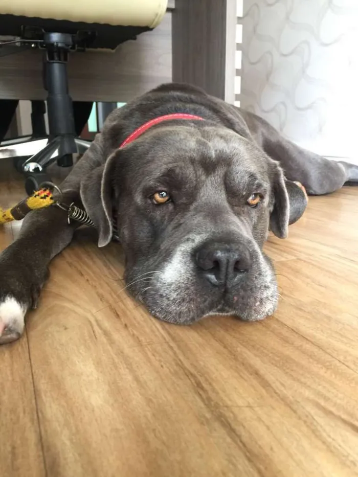 Cachorro raça Cane corso mestiço idade 5 anos nome Tufão 