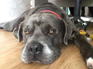 Cachorro raça Cane corso mestiço idade 5 anos nome Tufão 