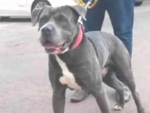 Cachorro raça Cane corso mestiço idade 5 anos nome Tufão 