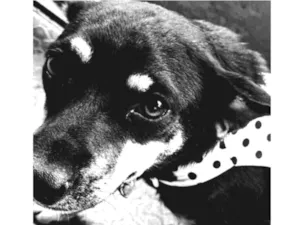 Cachorro raça SRD idade 7 a 11 meses nome Tonha