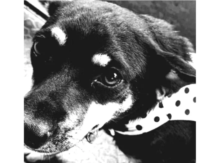 Cachorro ra a SRD idade 7 a 11 meses nome Tonha
