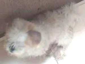 Cachorro raça Shistu  idade 1 ano nome Escooby