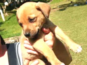 Cachorro raça SRD idade Abaixo de 2 meses nome Bolt