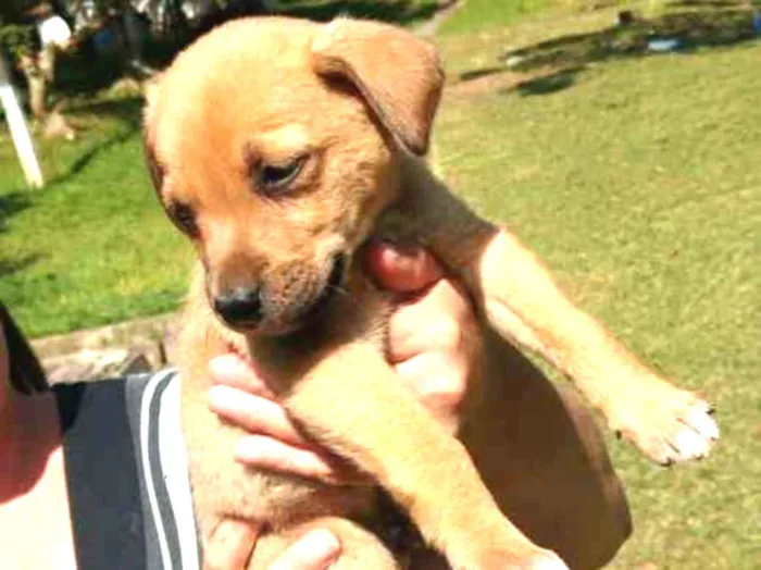 Cachorro ra a SRD idade Abaixo de 2 meses nome Bolt
