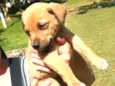 Bolt