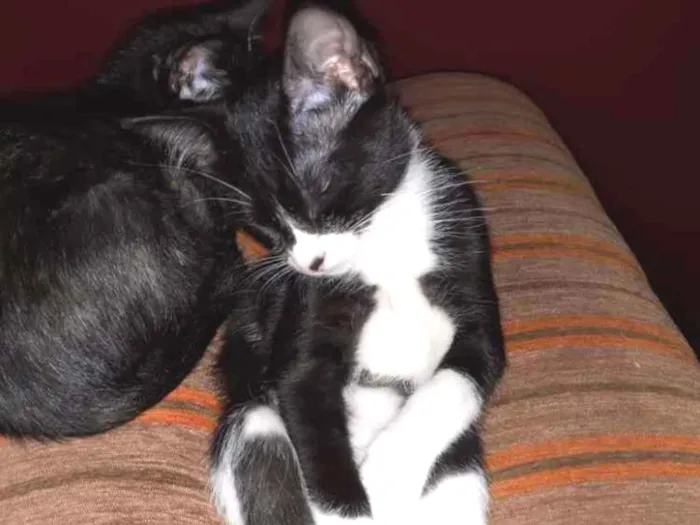 Gato ra a SRD idade  nome Sem nome