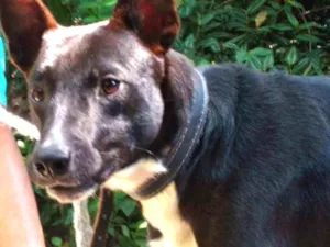 Cachorro raça SRD idade 1 ano nome Boby