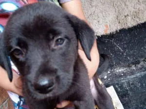 Cachorro raça Labrador idade Abaixo de 2 meses nome Sem nome