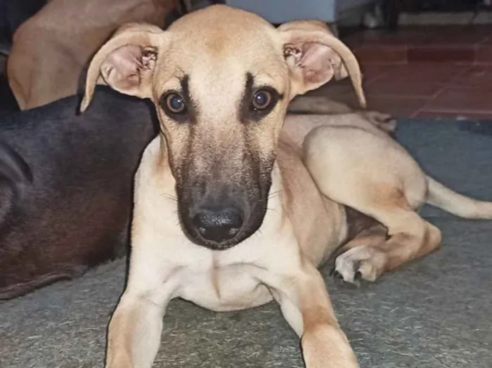 Cachorro ra a Sem raça definida  idade 7 a 11 meses nome Grey 