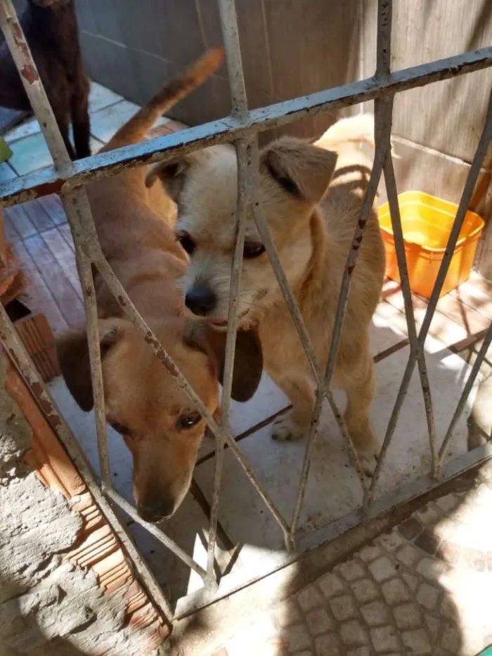 Cachorro ra a Viralata idade  nome Toni