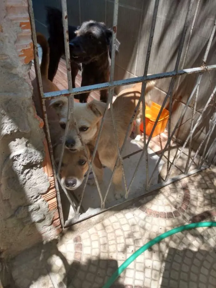 Cachorro ra a Viralata idade  nome Toni