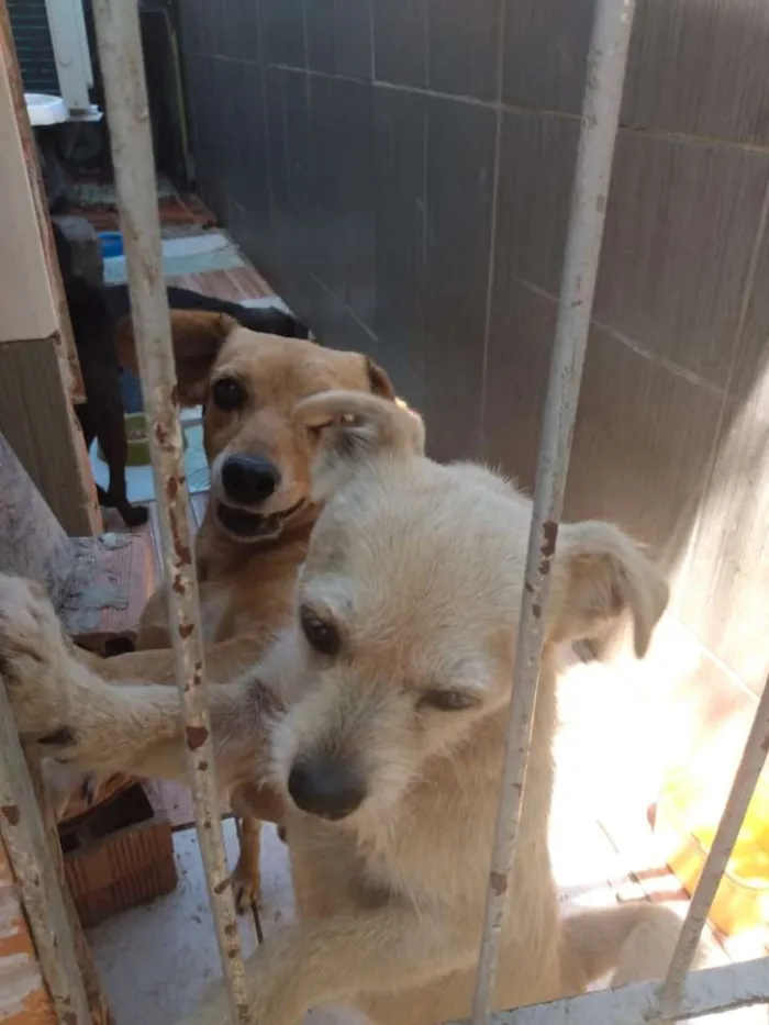 Cachorro ra a Viralata idade  nome Toni