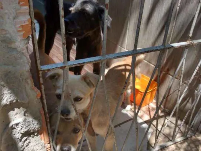 Cachorro ra a Viralata idade  nome Toni