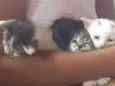 gatinhos
