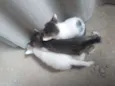 gatinhos