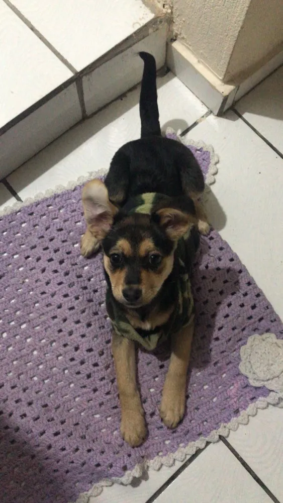 Cachorro ra a Vira lata  idade 7 a 11 meses nome Pity