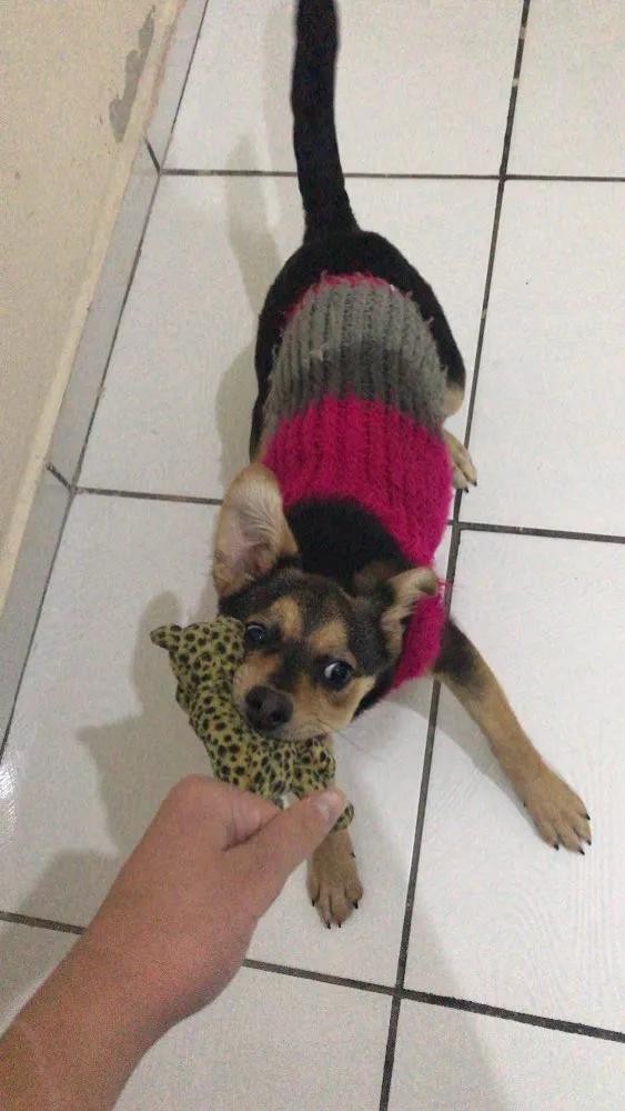 Cachorro ra a Vira lata  idade 7 a 11 meses nome Pity