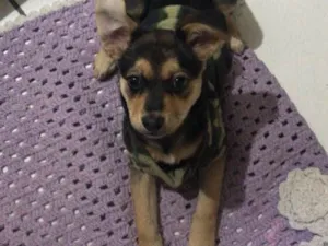 Cachorro raça Vira lata  idade 7 a 11 meses nome Pity