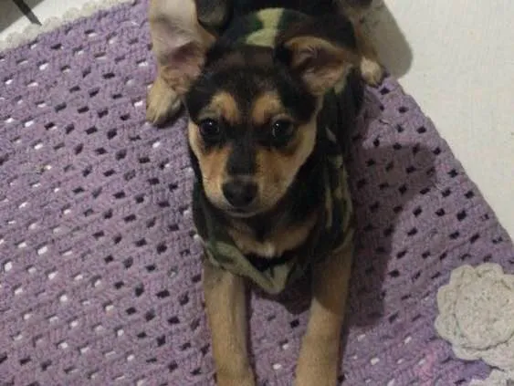 Cachorro ra a Vira lata  idade 7 a 11 meses nome Pity