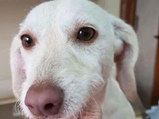 Cachorro ra a SRD idade 2 anos nome Bartô