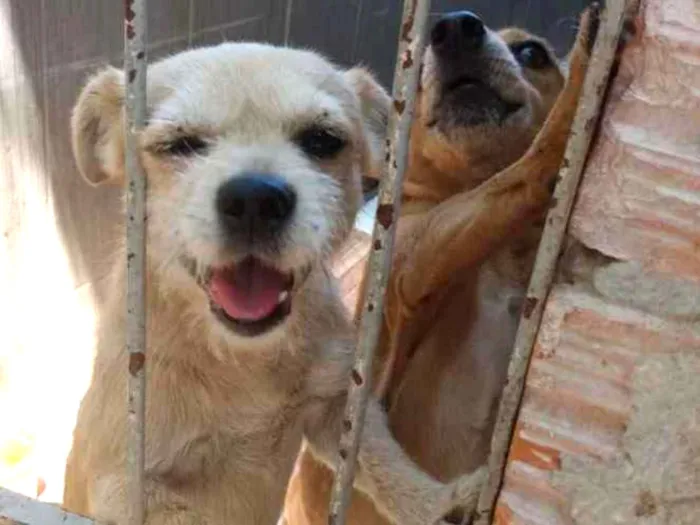 Cachorro ra a Viralata idade  nome Toni