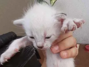 Gato raça  idade Abaixo de 2 meses nome Sem nome