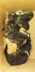 Gatinhos