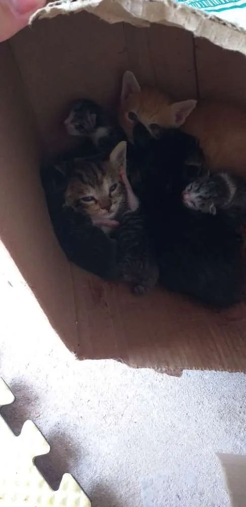 Gato ra a  idade Abaixo de 2 meses nome Gatinhos