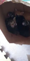 Gatinhos