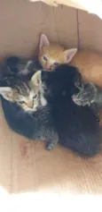 Gatinhos